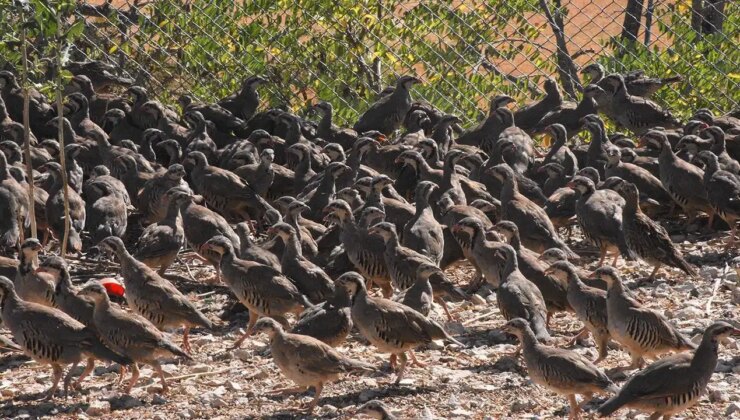 Kırklareli’nde 600 keklik doğaya bırakıldı