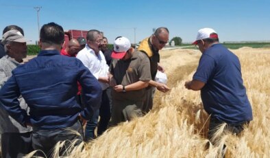 Konya Ovası’nda hasat başladı: ‘Tane tutumu çok iyi’