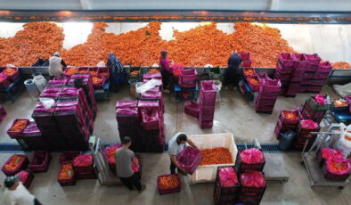 Konya Ovası’nda hasat tamamlandı: Sıra paketlemede! 80 bin dekarda yetişti…