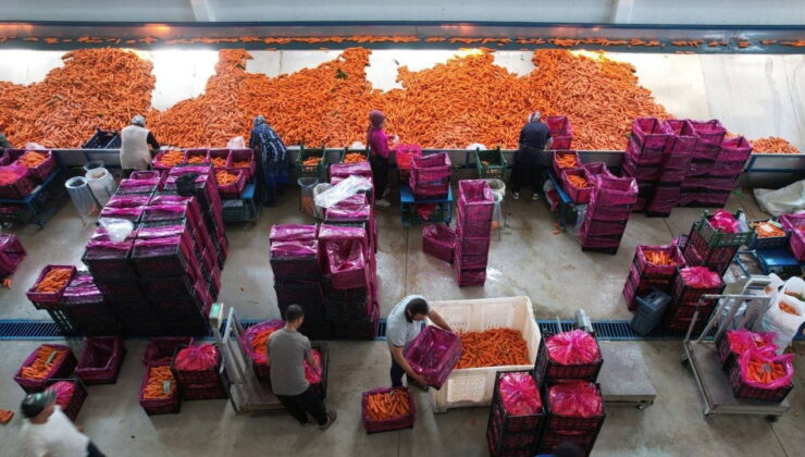 Konya Ovası’nda hasat tamamlandı: Sıra paketlemede! 80 bin dekarda yetişti…