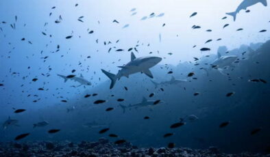 Köpek balıkları ters çevirdiğinizde donuyor