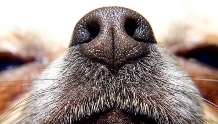 Köpeklerin burnu mucize yarattı: Parkinson hastalığını yıllar önce anlıyorlar