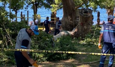 Korkunç olay: Çınar ağacının kopan dalı yurttaşların üzerine düştü