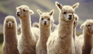 Lamaların antikorları şizofreniye çare olabilir!