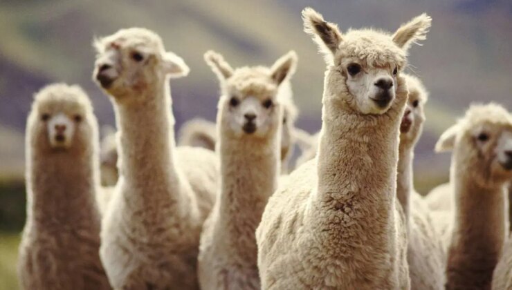 Lamaların antikorları şizofreniye çare olabilir!
