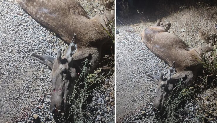 Mahalleli fark etti: Yolda ölü kızıl geyik bulundu