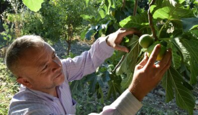Manisa’da hasat başladı:  Saat 09.00’a kadar sürüyor…