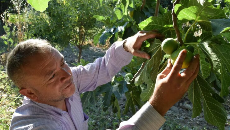 Manisa’da hasat başladı:  Saat 09.00’a kadar sürüyor…