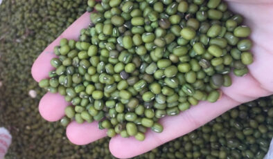 Market raflarında tehlike: Salmonella içeren fasulyeler geri çağrılıyor