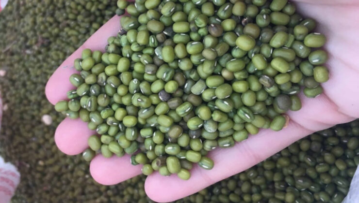 Market raflarında tehlike: Salmonella içeren fasulyeler geri çağrılıyor