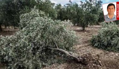 Meclis’teki teklif yasalaşırsa Muğla’da koordinatları verilen zeytin ağaçları ya sökülecek ya da taşınacak: 50 bin ağaca kıyacaklar