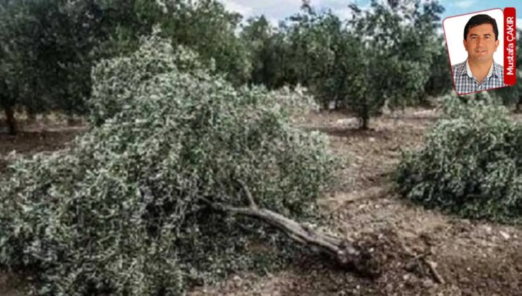 Meclis’teki teklif yasalaşırsa Muğla’da koordinatları verilen zeytin ağaçları ya sökülecek ya da taşınacak: 50 bin ağaca kıyacaklar