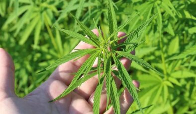 Meclis’ten geçti: Tıbbi kenevir eczanelerde satılabilecek