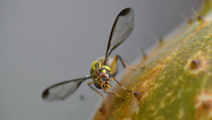 Meksika sınırında biyolojik tehlike: ABD, milyonlarca sinek üretip uçaklardan salacak