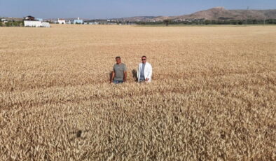 Melezlerden elde edildi! Hasat için gün sayıyor….