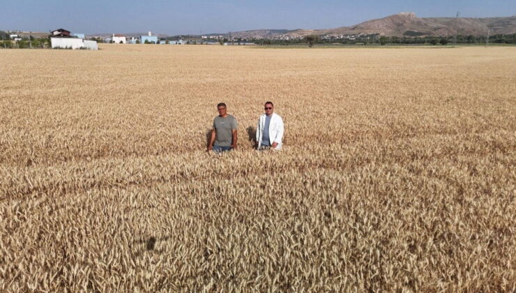 Melezlerden elde edildi! Hasat için gün sayıyor….