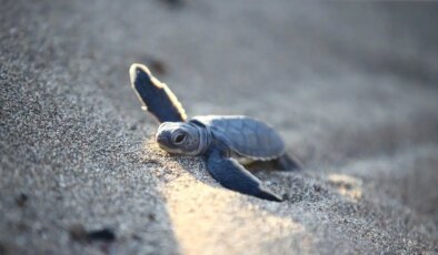 Mersin’de yavru kaplumbağalar denizle buluşuyor