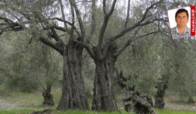 Milletvekillerinden ‘eksiksiz’ genel kurulda olmaları istendi: AKP’de zeytin teklifi ‘alarmı’