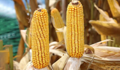 Mısır ithalatında tarife kontenjanı açıldı