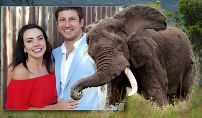 Multimilyoner CEO bir fil tarafından ezilerek öldürüldü