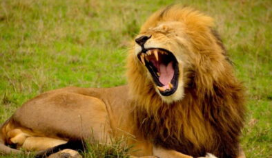 Ne aslan ne köpekbalığı: Bu hayvan her yıl milyonları öldürüyor