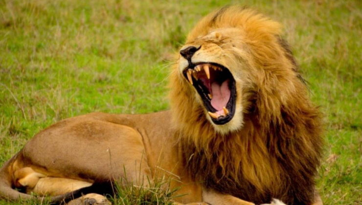 Ne aslan ne köpekbalığı: Bu hayvan her yıl milyonları öldürüyor