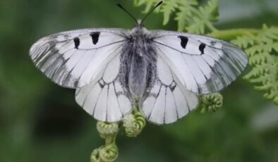 Nesli tehlike altında: ‘Dumanlı Apollo’ Uludağ’da görüntülendi