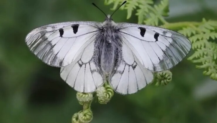 Nesli tehlike altında: ‘Dumanlı Apollo’ Uludağ’da görüntülendi