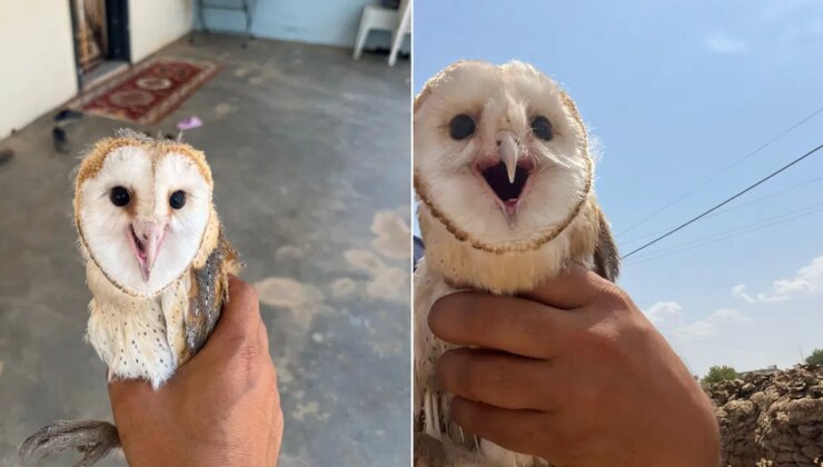 Nesli tükenme tehlikesi altındaki peçeli baykuş sıcaktan bunaldı: Eve sığındı