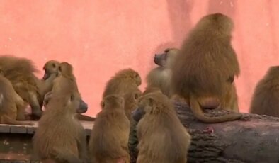 Nürnberg Hayvanat Bahçesi’nde 12 şebek öldürüldü: Suç duyurusunda bulunacak