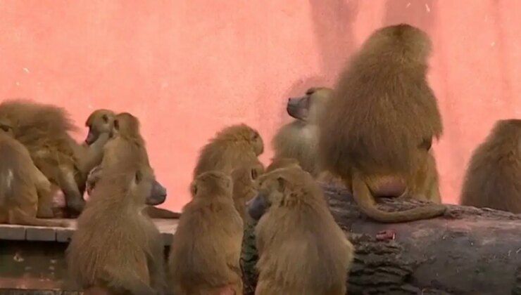 Nürnberg Hayvanat Bahçesi’nde 12 şebek öldürüldü: Suç duyurusunda bulunacak