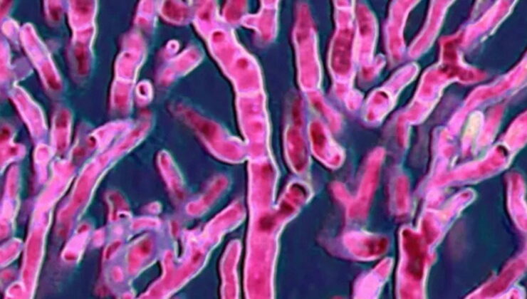 Ölümcül mantarlar yayılıyor ve tedavisi zorlaşıyor: Onları durdurabilecek miyiz?