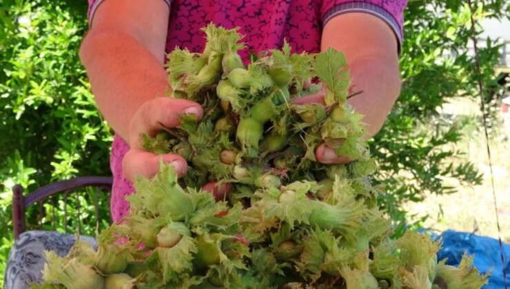 Ordu’da taze fındık tezgahlarda: Kilosu 200 TL’den satılıyor