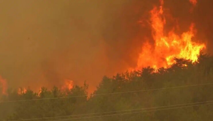 ‘Ormanlarımız şiddetli bir stres altında’