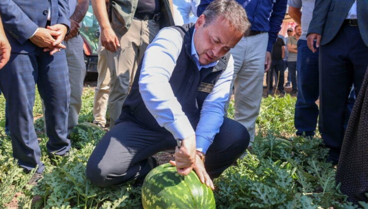 Osmaneli’nin tescilli lezzetinde hasat başladı: Tarlada 1 lira, markette 10 lira…