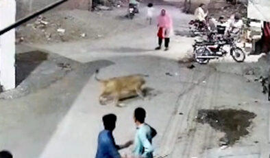 Pakistan’da beslendiği evden kaçan aslan dehşet saçtı
