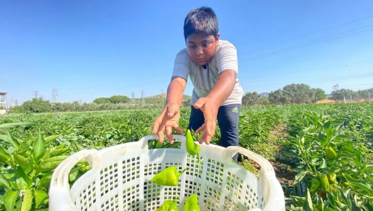 Şanlıurfa’ya rakip: Hasat dönemi başladı! Tarlada 35 TL…
