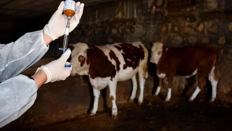 Şap virüsü için kritik açıklama: Daha ölümcül ve tehlikeli diyerek uyardı!