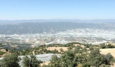 Sarıgöl Ovası beyaz gelinliğini giydi: 113 bin dekarlık alanda 9 tür üzüm yetiştiriliyor