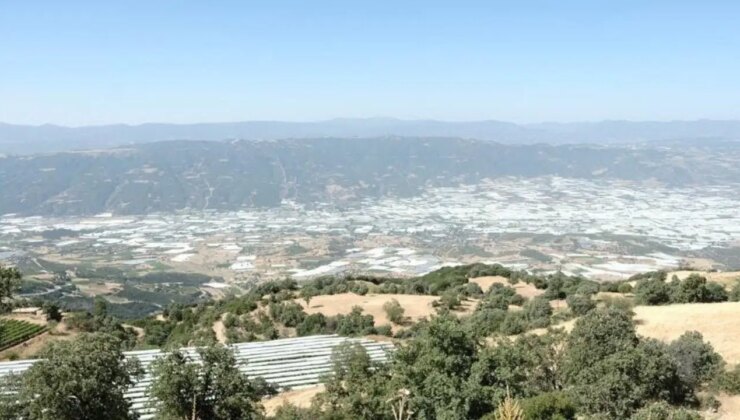 Sarıgöl Ovası beyaz gelinliğini giydi: 113 bin dekarlık alanda 9 tür üzüm yetiştiriliyor