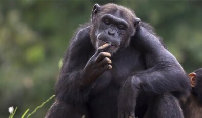 Şempanzelerin tıpkı insanlar gibi modayı takip ettiği keşfedildi