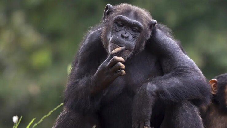 Şempanzelerin tıpkı insanlar gibi modayı takip ettiği keşfedildi
