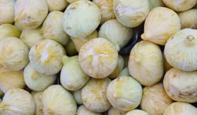 Sezonun beklenen hasadı bereketiyle geldi: Kilosu 200 TL