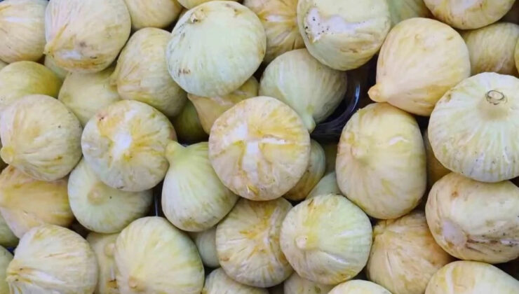 Sezonun beklenen hasadı bereketiyle geldi: Kilosu 200 TL