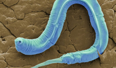 Sibirya buzunda 46 bin yıllık solucan yeniden canlandırıldı