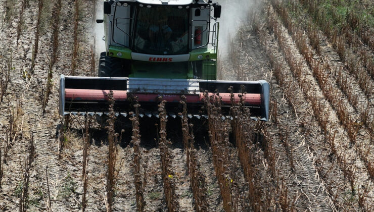 Sıcak nedeniyle Edirne’deki ayçiçeği hasadı erkene çekildi