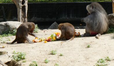 Sıcaktan bunalan hayvanların buzlu meyve keyfi