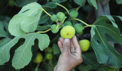 Sıra dışı bir şifa kaynağı: İncir sütünün mucizevi etkileri