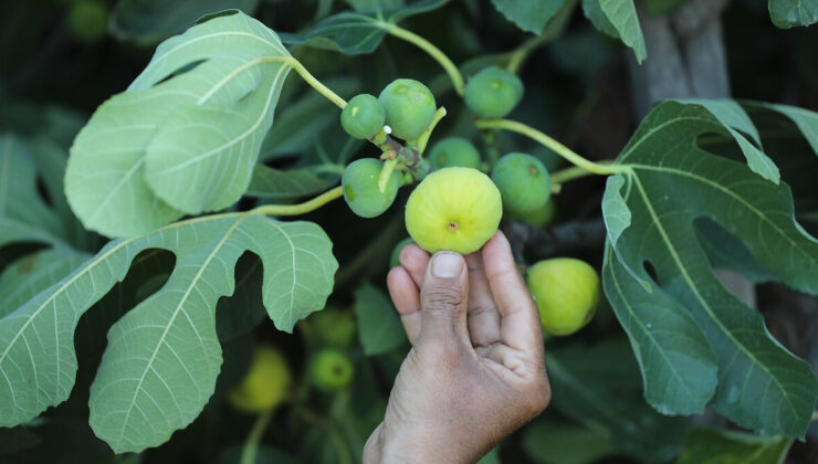 Sıra dışı bir şifa kaynağı: İncir sütünün mucizevi etkileri
