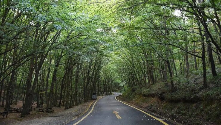 Şırnak’ta ormanlara girişler 1 Eylül’e kadar yasaklandı!